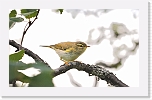 willow warbler pajulintu_7412 * 2219 x 1343 * (1.11MB)